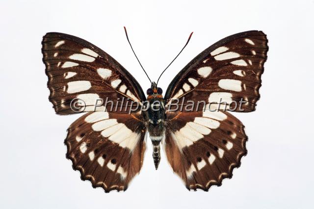 athyma perius.JPG - Athyma (Limenitis) periusCommon SergeantLepidoptera, NymphalidaeInde